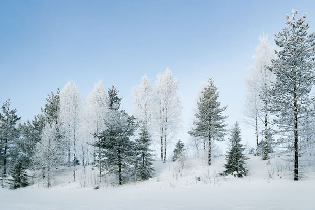 La forêt enneigée