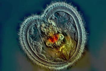 Les photos microscopiques du Nikon Small World