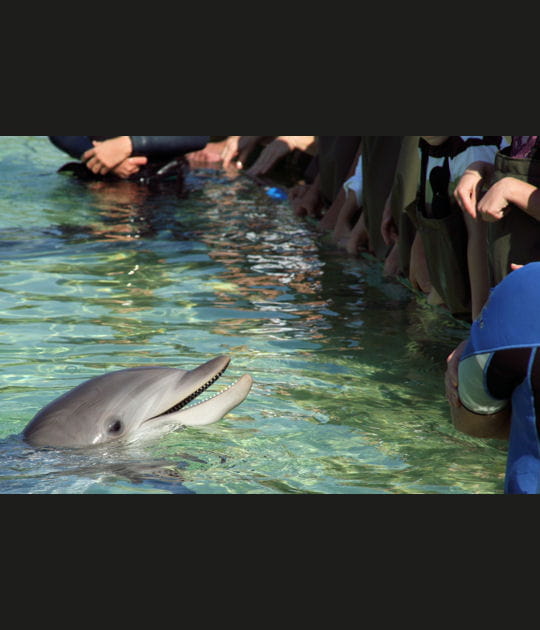 Rencontre avec les dauphins