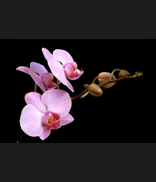 Branche d'orchid&eacute;es
