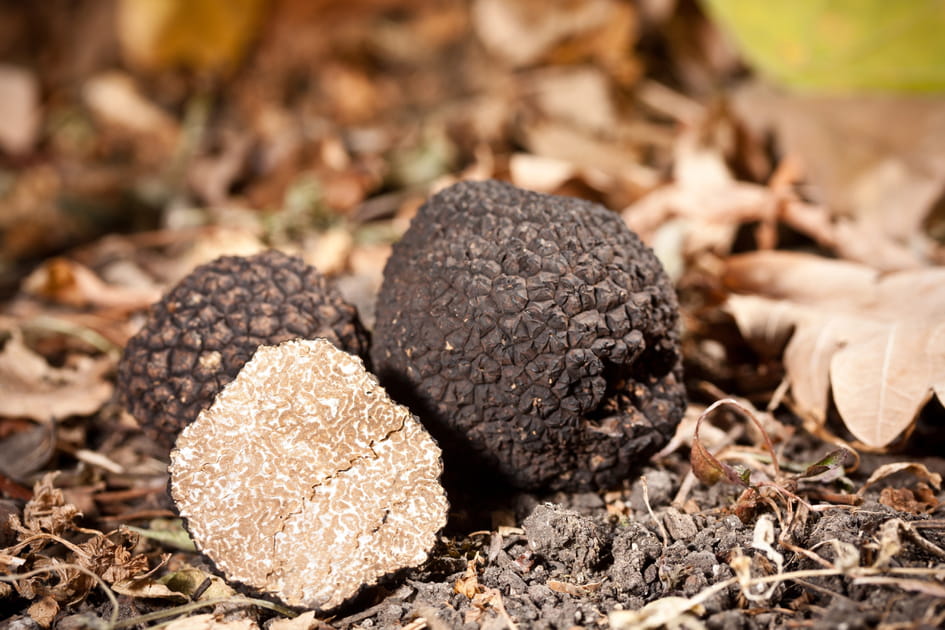 Quand il pleut au mois d'ao&ucirc;t, les truffes sont au bout
