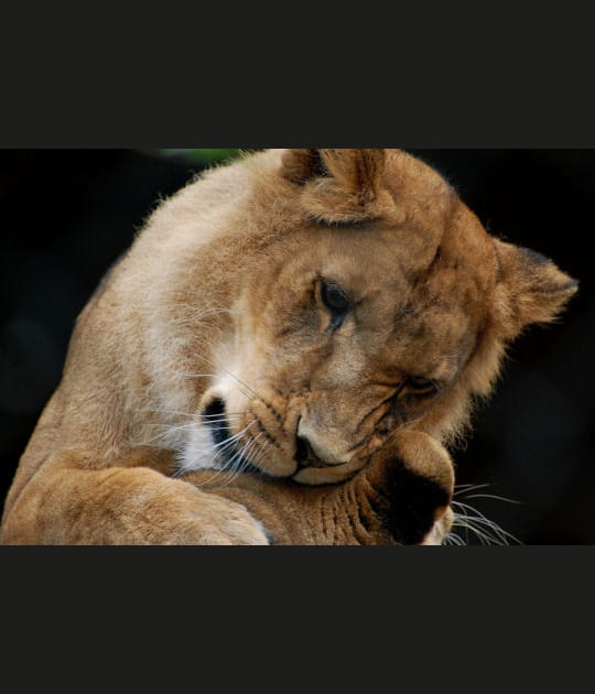 L'instinct maternel