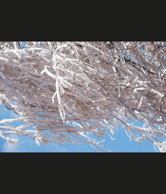 Les branches toutes blanches