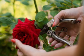 Ne taillez pas vos rosiers en automne&nbsp;: voici plut&ocirc;t ce qu'il faut faire pour les aider &agrave; traverser l'hiver