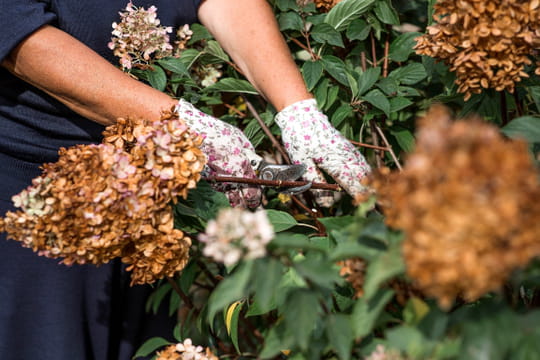 Moins de fleurs et plein d'autres problèmes : mais pourquoi tailler les hortensias est-il si important ?
