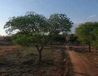 Sur la piste des senteurs : Madagascar, fragrances baobab