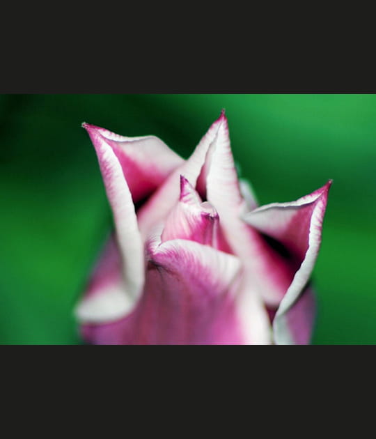 Tulipe