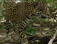 Costa Rica, territoire du jaguar