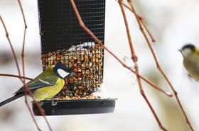 Ne donnez pas ces aliments aux oiseaux&nbsp;! Voici ceux qu'il faut privil&eacute;gier