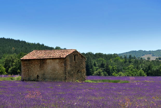 Le plateau de Valensole, une ôde à la couleur