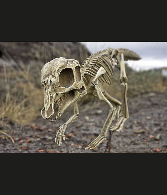 &quot;Dans l'ombre des dinosaures&quot;