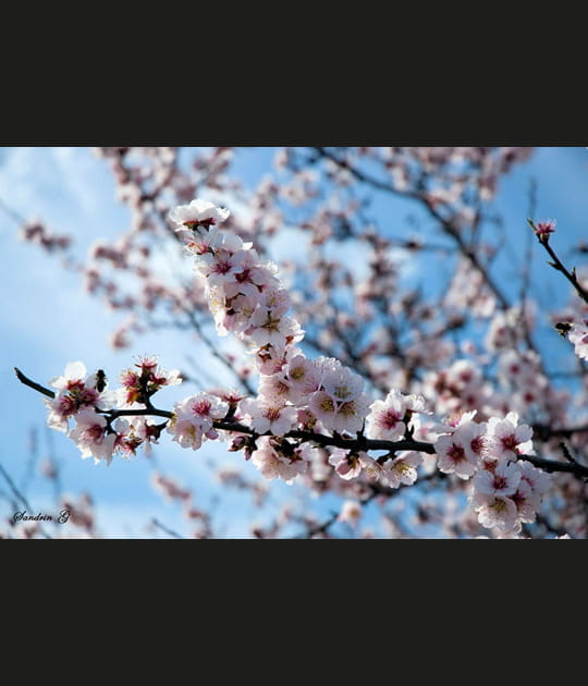 Amandier en fleurs