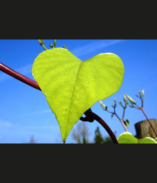As de coeur