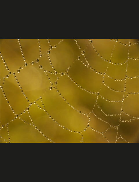 En suspension dans la toile