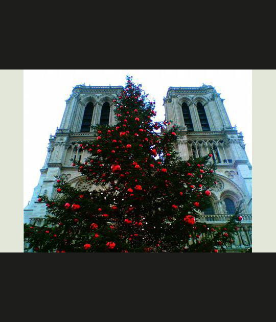 L'arbre d'Esm&eacute;ralda