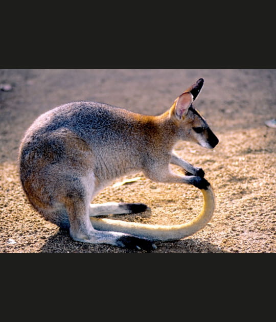 Wallaby