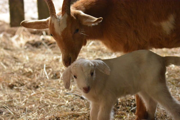 Week-end en roulotte et fabrication de beurre dans le Loiret