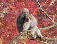 Le voyage de la vie : Le temps des amours