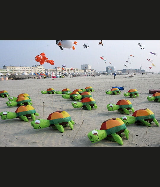 D&eacute;fil&eacute; de tortues
