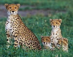 Predator v Prey