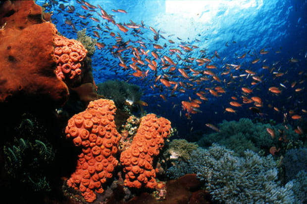 L'exploration des fonds marins