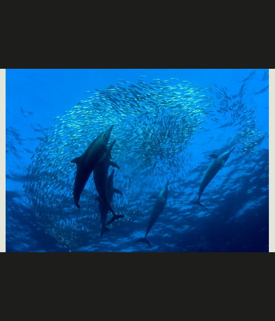 Tourbillon de poissons