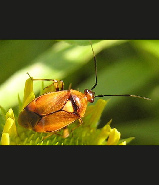 Un joli deraeocoris