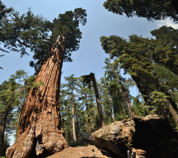 General Grant Tree en Californie