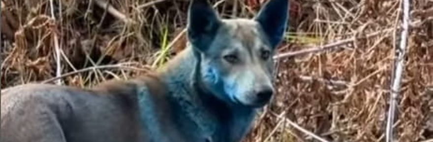 A Tchernobyl, des chiens sont devenus bleus de mani&egrave;re myst&eacute;rieuse