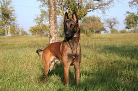 "Elles mordent les enfants" : un éleveur liste les trois races de chiens dangereuses pour les familles