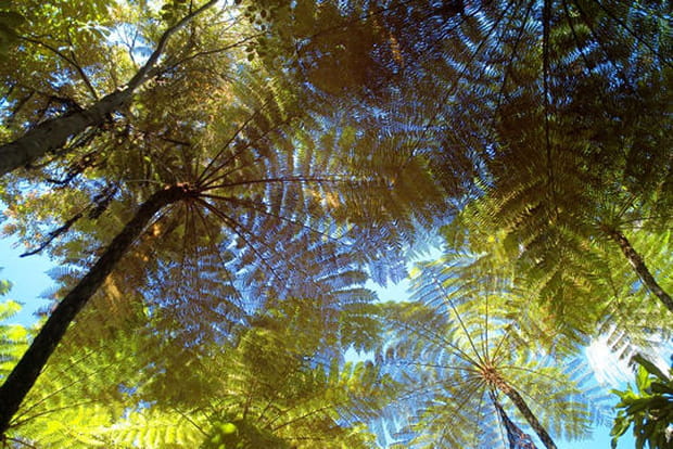 Des fougères comme des arbres