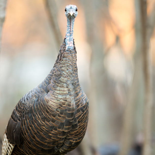 Dindon sauvage : 12&nbsp;euros