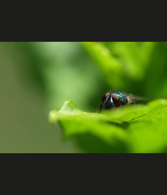La mouche se cache