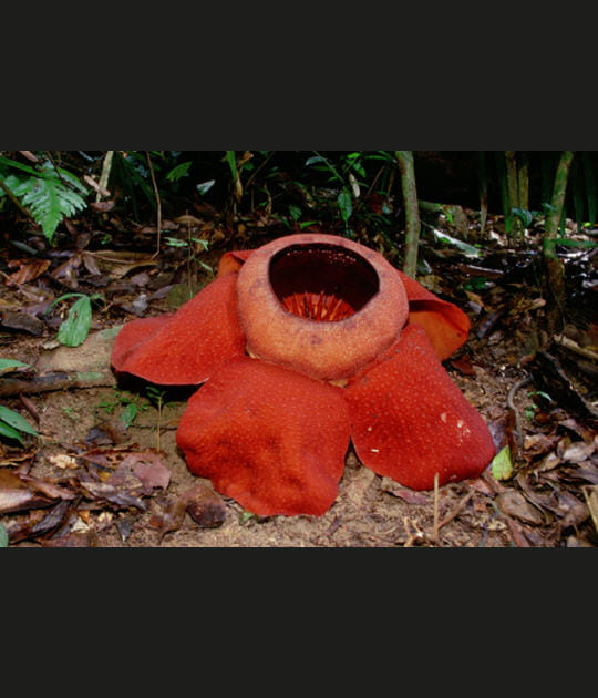 Des fleurs et des mouches