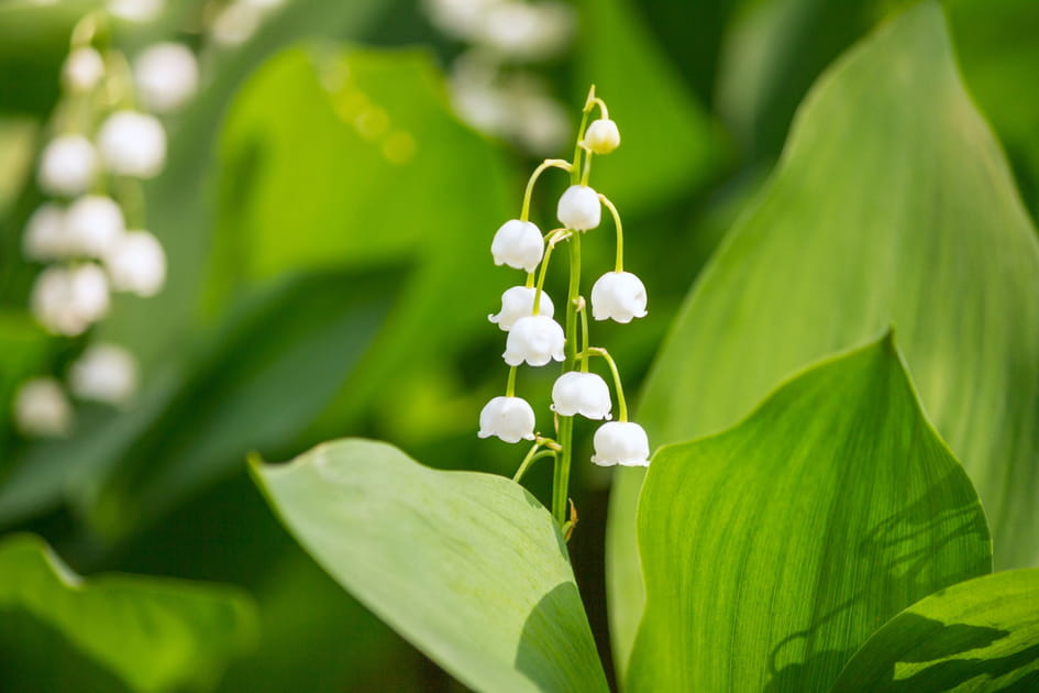 Les plus belles photos de muguet &agrave; envoyer &agrave; vos proches pour le 1er mai
