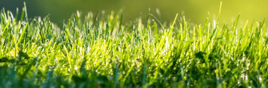 Le temps presse pour les jardiniers&nbsp;: en octobre, prot&eacute;gez vos pelouses avec du liquide vaisselle