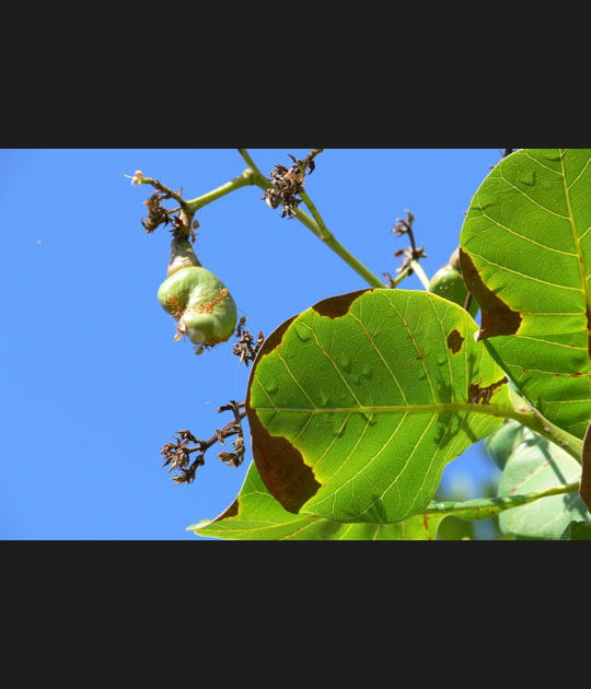Pistachier