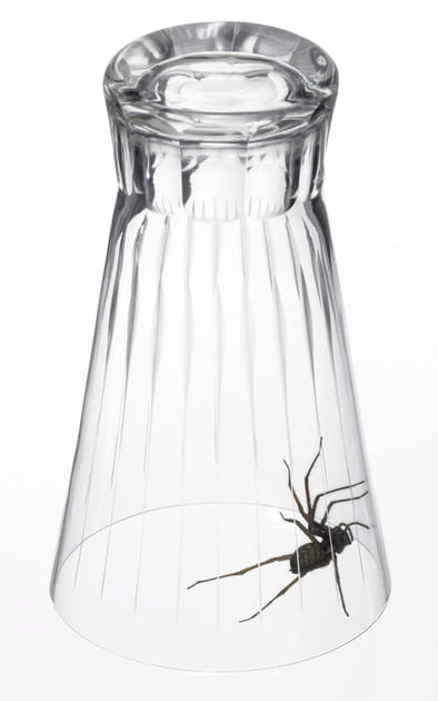 Que faire si je trouve une araign&eacute;e chez moi&nbsp;?