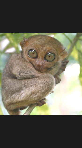 Le tarsier