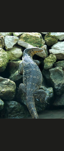 Rencontres surprenantes au fil de l'eau