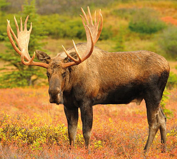 Elan à la saison des amours