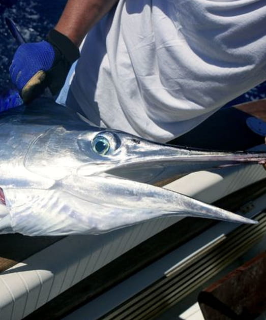 Le marlin