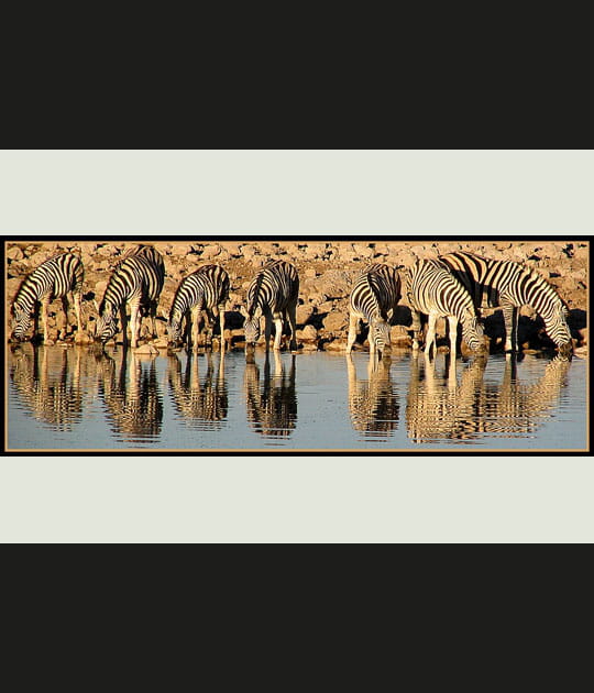 Soif de z&egrave;bres