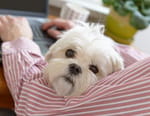 Animaux à adopter : nouvelle famille pour une nouvelle vie