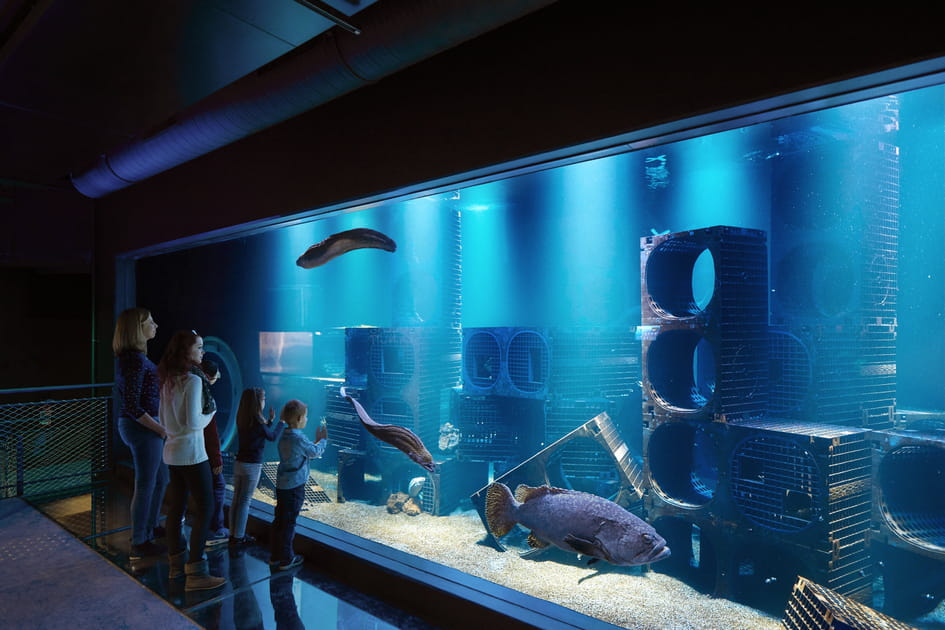 L'aquarium aux m&eacute;rous