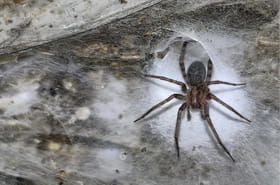 La plus grande toile d'araign&eacute;e au monde d&eacute;couverte en Europe, le nombre de b&ecirc;tes &agrave; l'int&eacute;rieur va terroriser les arachnophobes
