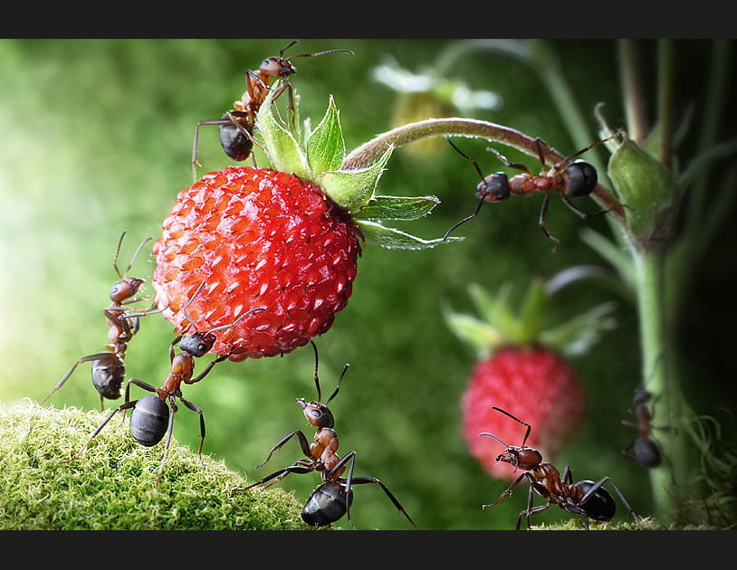 La fraise sauvage