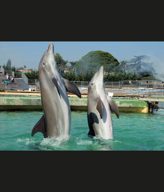Les dauphins dansent