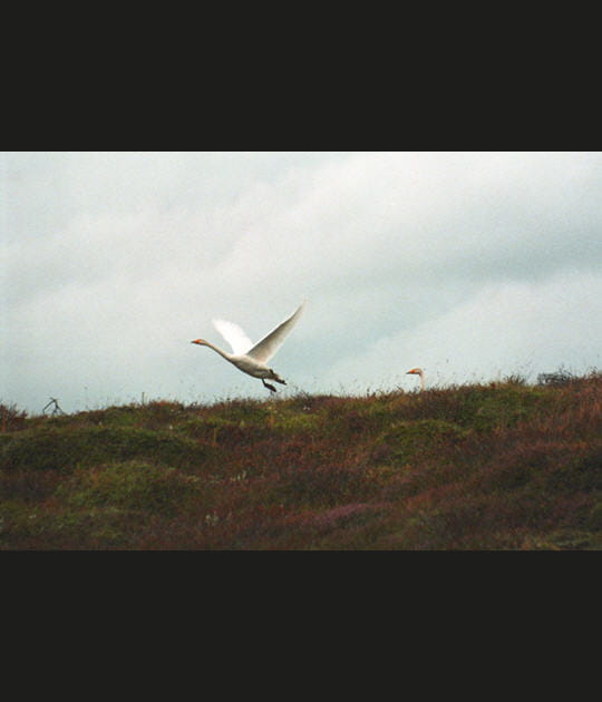 Cygne sauvage