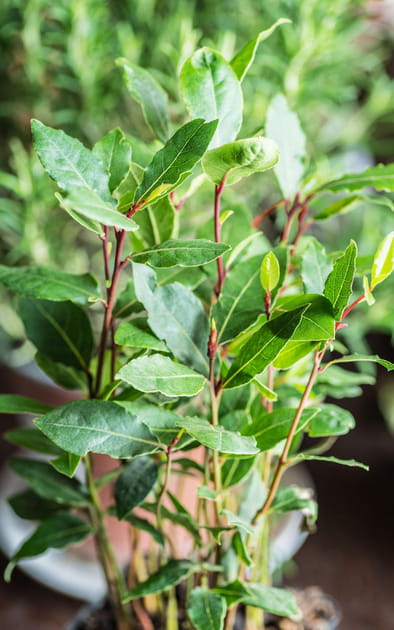 Quelles sont les herbes aromatiques les plus robustes&nbsp;?